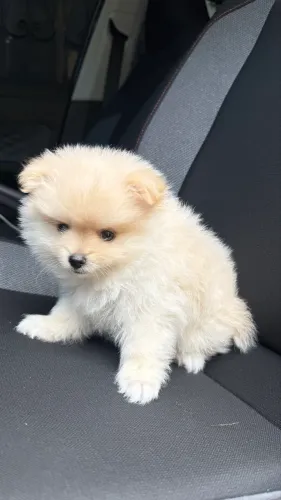 Spitz alemão anão filhote macho