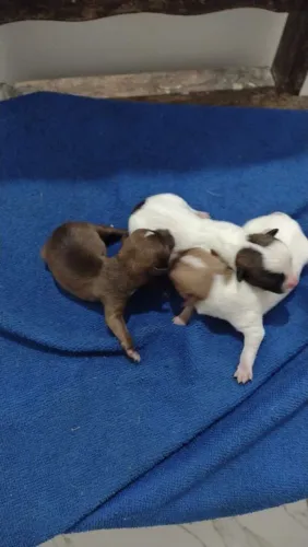 Chihuahua