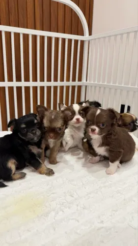 Filhotes de chihuahua
