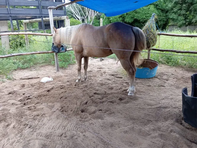 Cavalo quarto de milha de direita