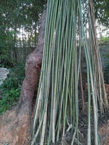 Varas de bambu cana da india