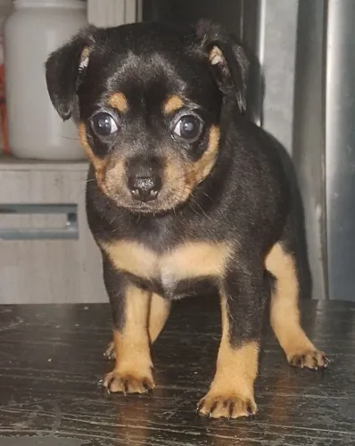 Pinscher FÊMEA N°1 para venda
