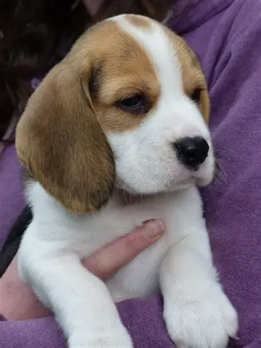 Beagle macho seu melhor amigo!