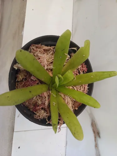 planta carnívora  pinguicula 