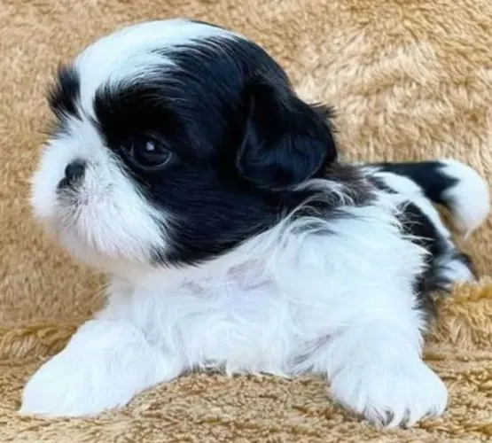 Shitzu 