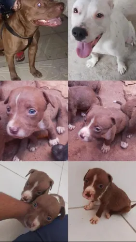 Pit Bull