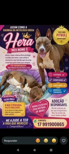 Pitbull fêmea castrada