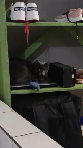 Doação de gata