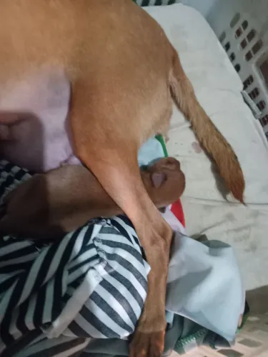 Pincher