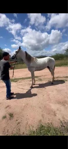 Cavalo mangalarga castrado à venda