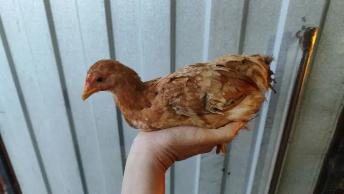 Franguinhos caipira