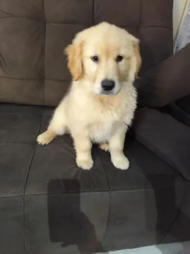 Filhote golden