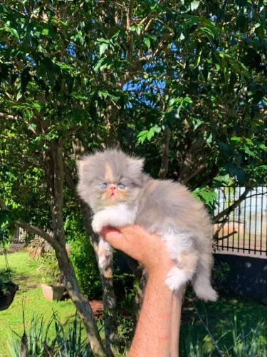 FILHOTE PERSA FEMEA TRICOLOR