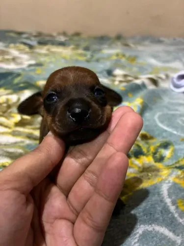 Pinscher