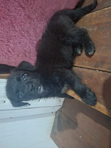 Filhote de poodle fêmea 