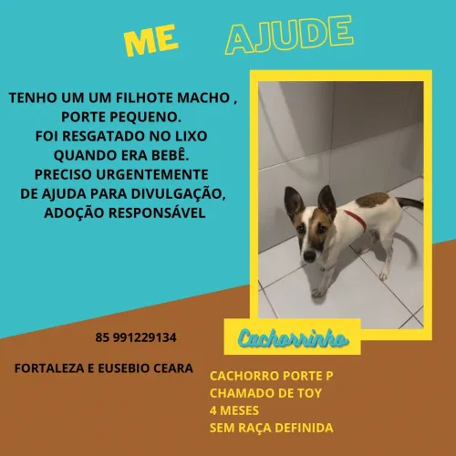 DOAÇÃO DE CACHORRO FILHOTE URGENTE
