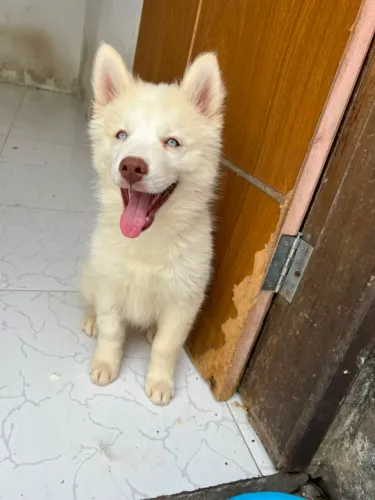 Husky siberiano fêmea