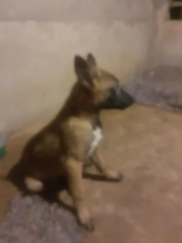 Filhotes Pastor Malinois