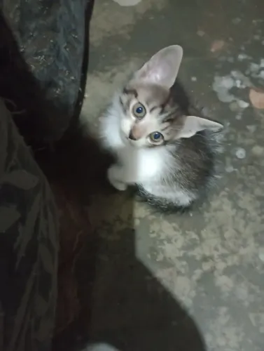 Filhotes de gatinhos