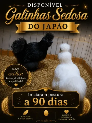 Galinha Sedosa do Japão