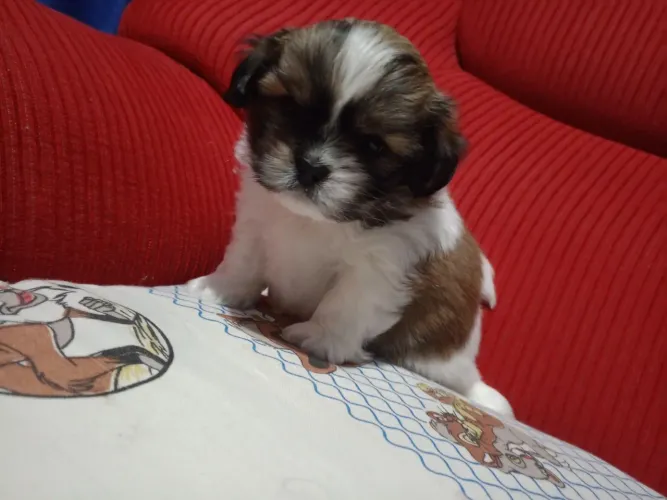Shihtzu macho