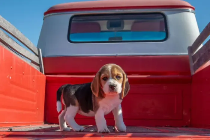 Filhotes de Beagle | Prontos para fazer parte da família!