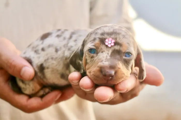 DACHSHUND PARCELAMOS 