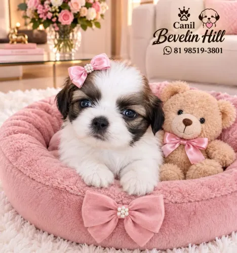shih-Tzu fêmea e macho com pedigree CBKC