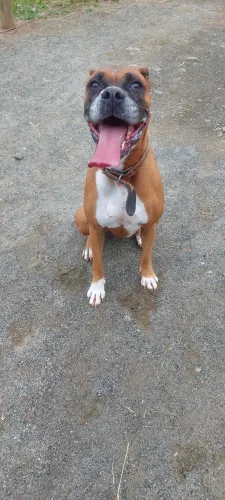 Cachorro boxer