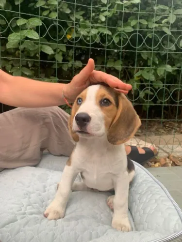 Beagle Cachorrinho disponível para conhecer
