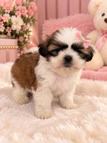 Shih tzu zero fucinho fêmea imperdível