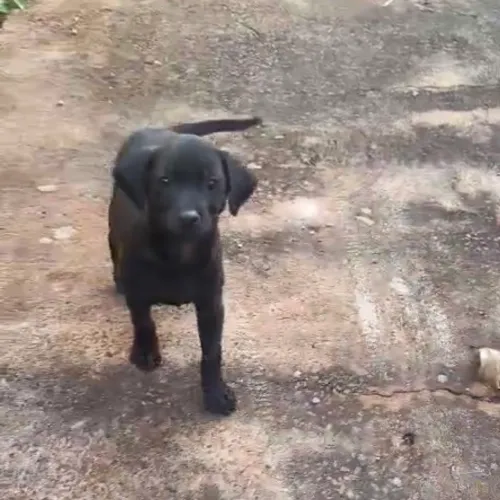 2 filhotes para adoção
