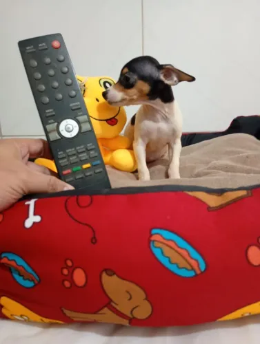 Pinscher fêmea zero com 90 dias 2 vasina em portada pai e mãe zero