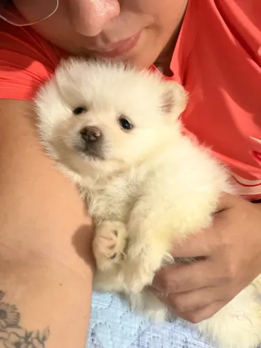 Spitz alemão