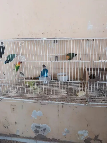 Vendo agapornias com gaiola