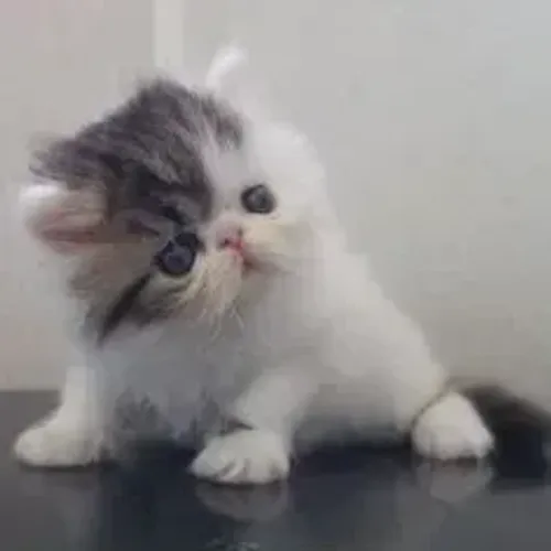 Gato Persa Face Fofa