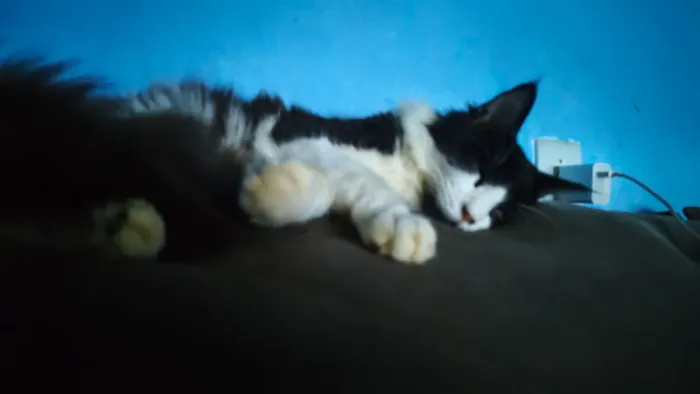 Doa-Se Gatos