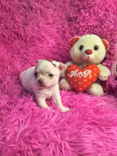 VD filhotes de Chihuahua pelos curtos fêmeas e macho top