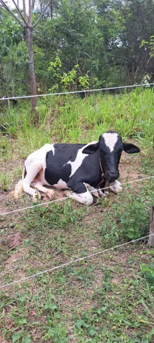 Excelente Touro, ótima oportunidade!