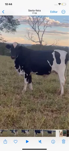 Vendo novilha amojando