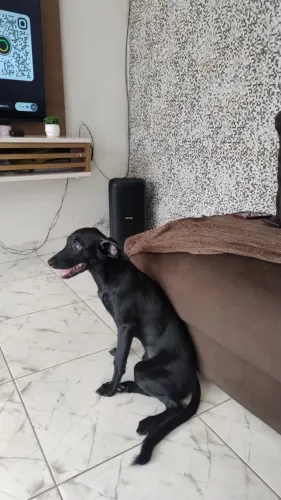 Cachorro para adoção