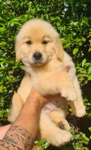 Filhotes Golden Retriever São Carlos - prontos para novos lares