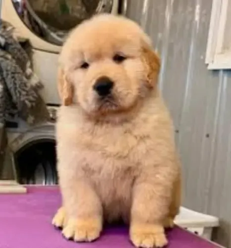 Golden Uma companhia dele vai fazer qualquer dia melhor