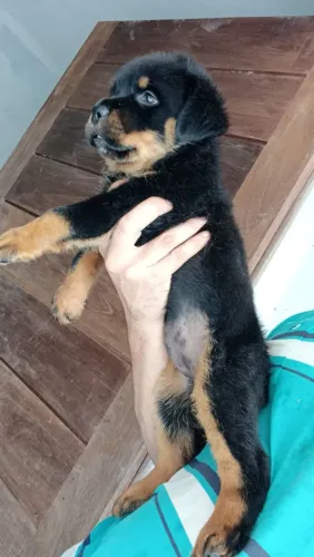 Rottweiler cabeça de Touro