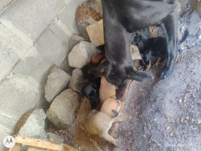Cachorro srd