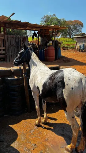Vendo Cavalo Mangalarga Marchador!