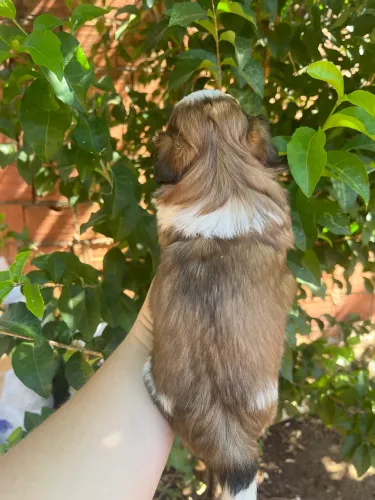 Filhotes de Shihtzu