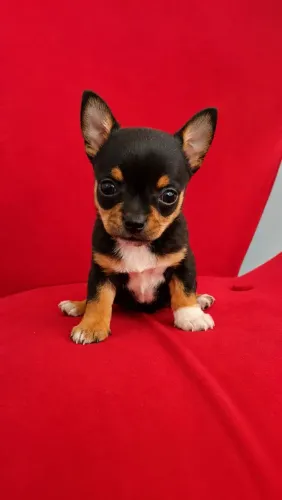 Chihuahua Fêmea