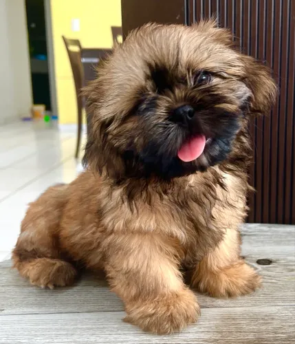 SHIHTZU MACHO FILHOTE