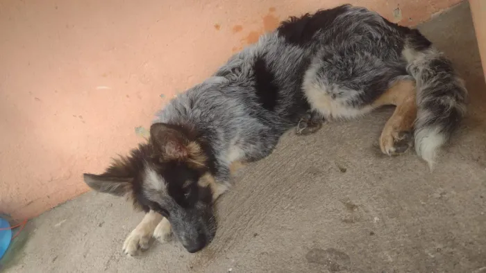Cachorro pasto alemão soberano